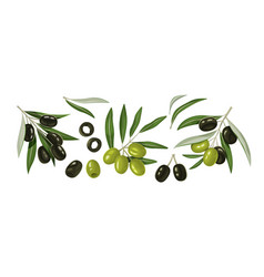 Black And Green Olives And Branches Isolated