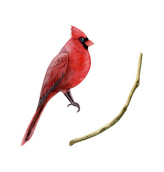 Red Cardinal Christmas Bird With Branch