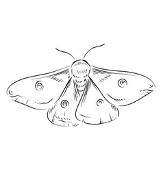 Moth Hand Drawn