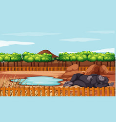 Scene With Gorilla Sleeping On Ground