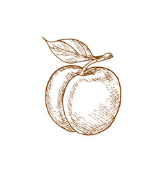 Peach Fruit Isolated Sketch