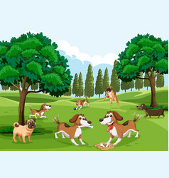 Many Dogs Running In The Park