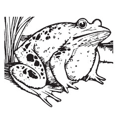 Aesop The Proud Frog Vintage