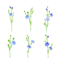 Flax Or Linseed As Cultivated Flowering Plant