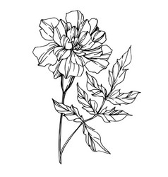 Flower Marigold Outline Vector Images Over 160