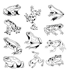 Diverse Frogs Art Collection