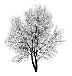 Black And White Drawing Of A Tree Without Leaves