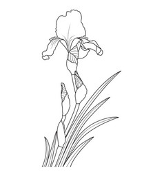 Line Art Iris Flower On White Background