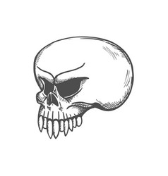 Profile Of Skeleton Head With Tooth Isolated Skull