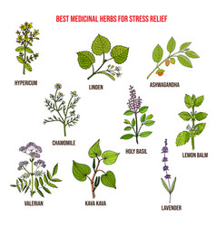 Best Medicinal Herbs For Stress Relief