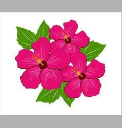 Tropical Pink Hibiscus Rose Mallow Pink Flower