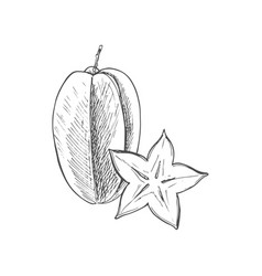 Starfruit Isolated Carambola Sketch Star Slice