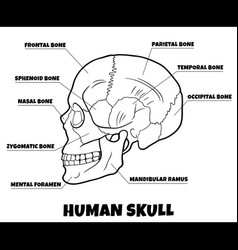 Human Skull Bones Anatomy Diagram