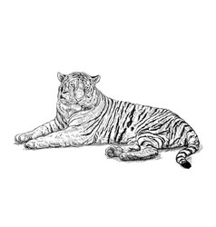 Crouching Tiger Sketch Black On White