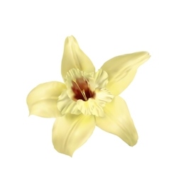 Vanilla Flower Isolated