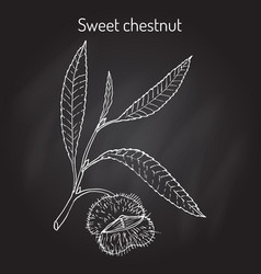 Sweet Chestnut Castanea Sativa