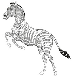 Linear A Reared Plains Zebra