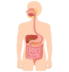 Human Medical Digestive System