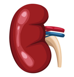 Kidney Realistic Organ Human