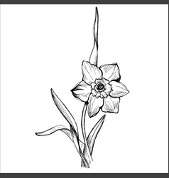 Black Outline Drawing Daffodil Flower