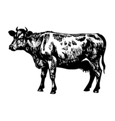 Cow In Engraving Style