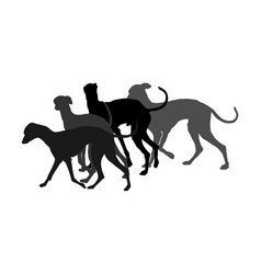 Greyhound Walking Pack Dog Silhouette