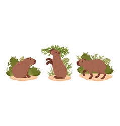 Cartoon Herbivore Capybara Wild Mammals