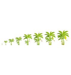 Crop Cycle For Banana Tree Stages Bananas