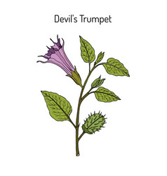 Devil Trumpet Datura Metel Medicinal Plant