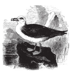 Fulmar Petrel Vintage