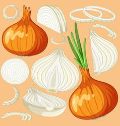 Onion On Orange White Background