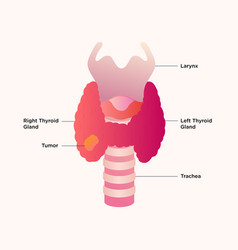 Thyroid Gland And Larynx Diagram