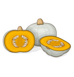 Chopped Crown Prince Squash Clipart