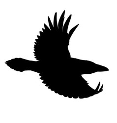 Realistic Raven Flying Stencil Monochrome