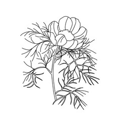 Cosmos October Birth Month Flower Line Art