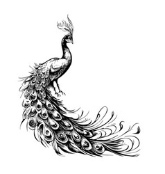 Peacock Adult Antistress Coloring Page