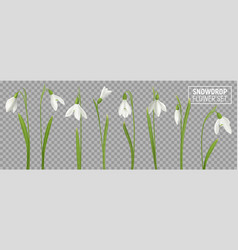 Snowdrop Realistic Flowers Set