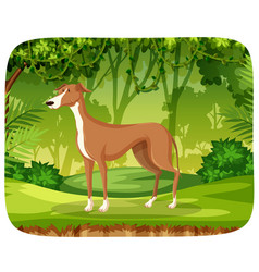 A Greyhound In Jungle