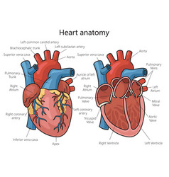 Human Heart Structure Diagram Medical Science