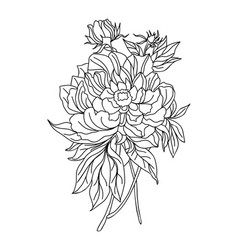 Peony November Birth Month Flower Line Art