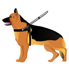 German Shepherd Guide Dog