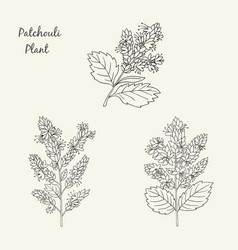 Patchouli Plant-01