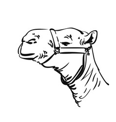 Camel Head Sketch Dromedary Portrait