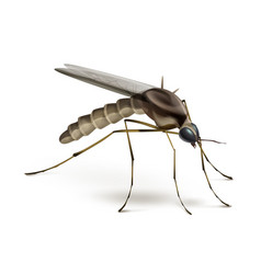 Mosquito On White Background