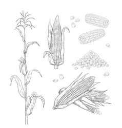 Hand Drawn Corn Sweet Maize Cobs Grains