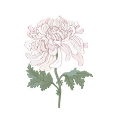 One Pink Chrysanthemum Flower For Those Born