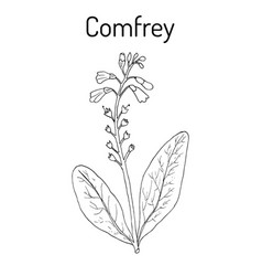 Comfrey Symphytum Officinale Or Boneset