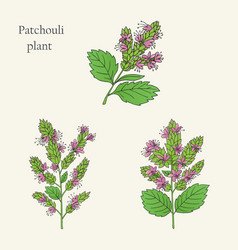 Patchouli Plant-02