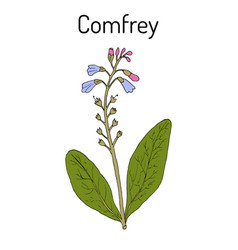 Comfrey Symphytum Officinale Or Boneset