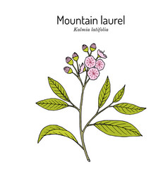 Mountain Laurel Kalmia Latifolia State Flower